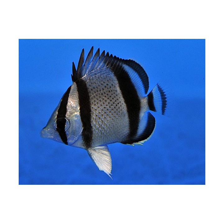 Chaetodon humeralis , KolmivyÃ¶perhokala