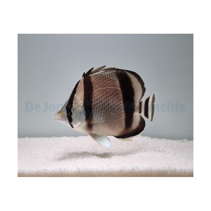 Chaetodon humeralis , KolmivyÃ¶perhokala