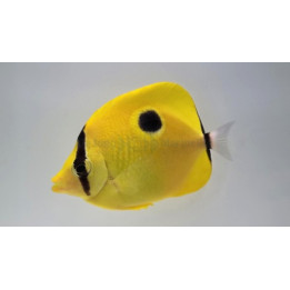Chaetodon interruptus , Teardrop Butterfly