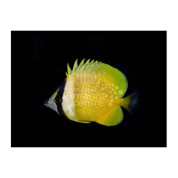 Chaetodon kleinii - Käpyperhokala - West Indian Ocean