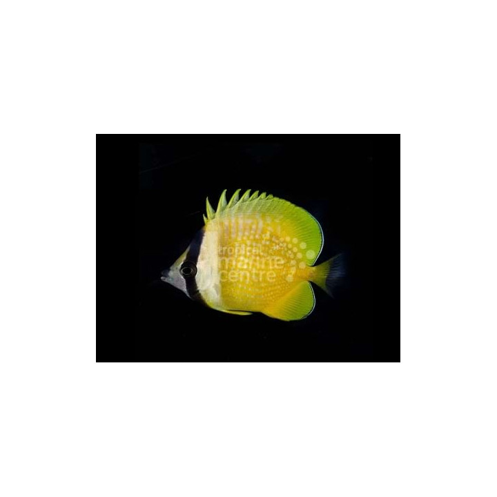 Chaetodon kleinii - Käpyperhokala - West Indian Ocean