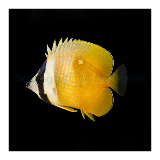 Chaetodon kleinii , Käpyperhokala , Melanesia