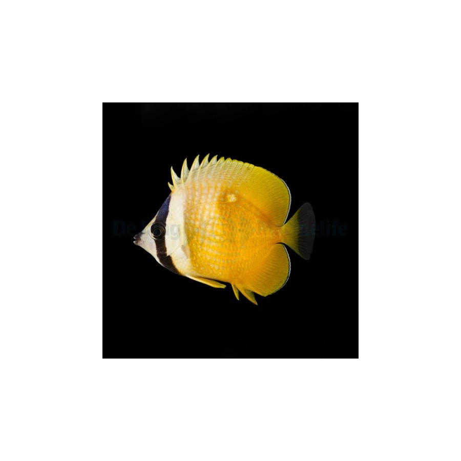 Chaetodon kleinii , Käpyperhokala , Melanesia