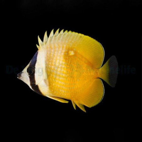 Chaetodon kleinii , Käpyperhokala , Melanesia