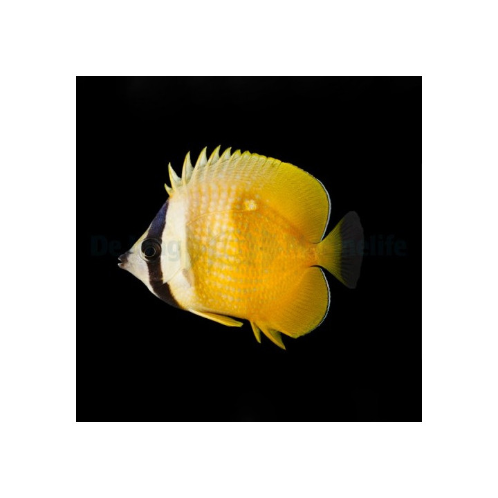 Chaetodon kleinii , Käpyperhokala , Melanesia