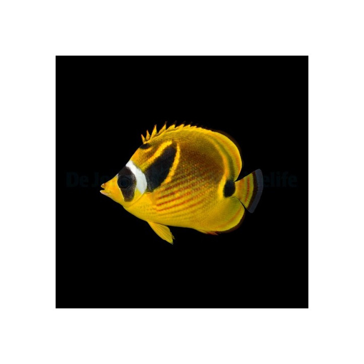Chaetodon lunula , Kuuperhokala