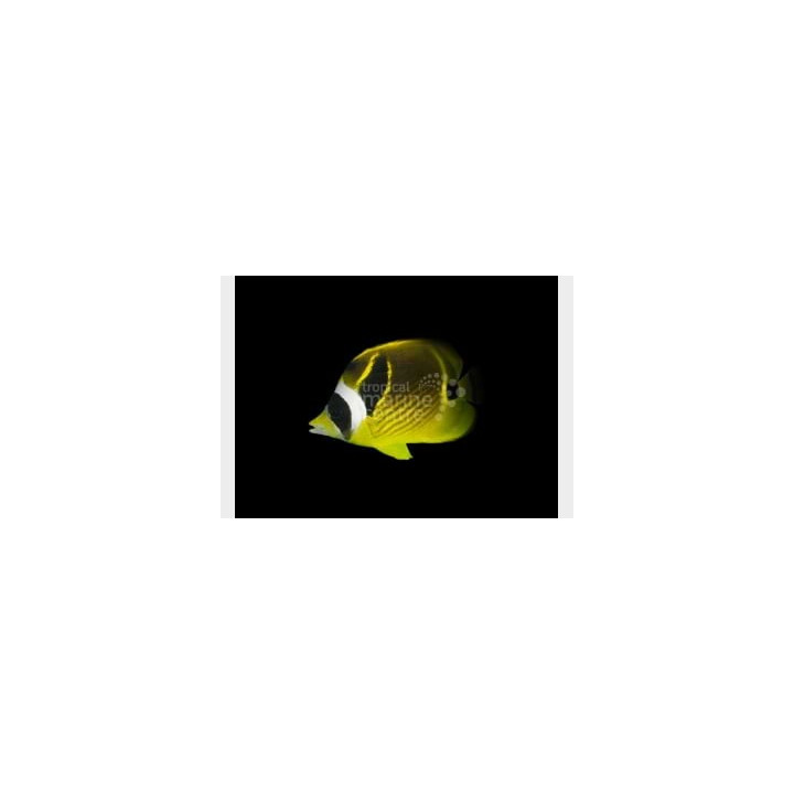 Chaetodon lunula , Kuuperhokala