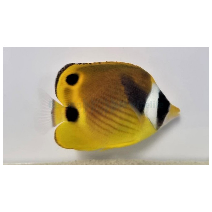 Chaetodon lunula , Kuuperhokala