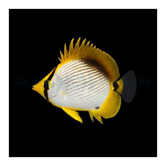 Chaetodon melannotus , Viiruperhokala