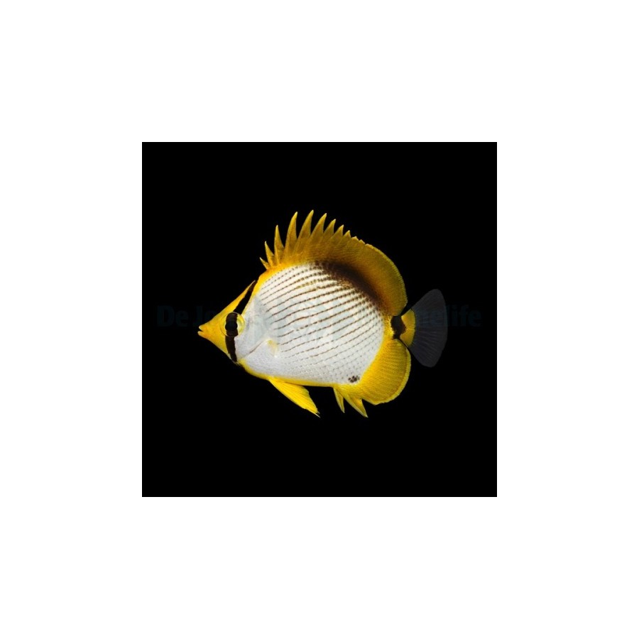 Chaetodon melannotus , Viiruperhokala