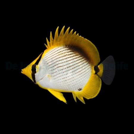 Chaetodon melannotus , Viiruperhokala