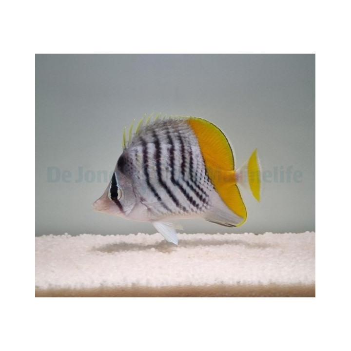 Chaetodon mertensii , Helmiperhokala
