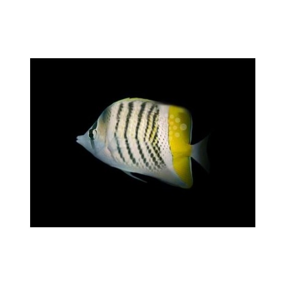 Chaetodon mertensii , Helmiperhokala