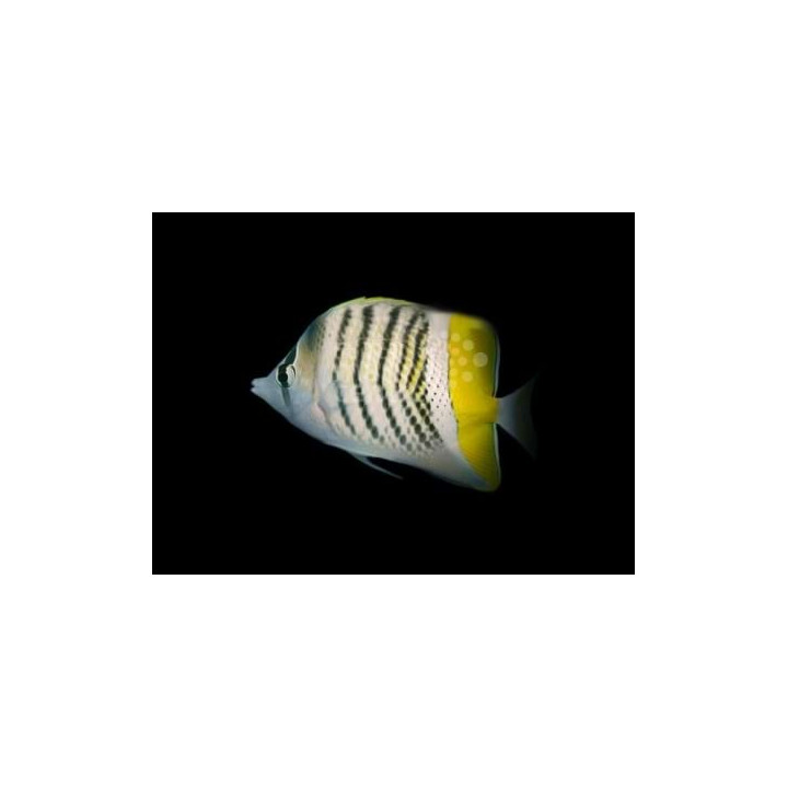 Chaetodon mertensii , Helmiperhokala
