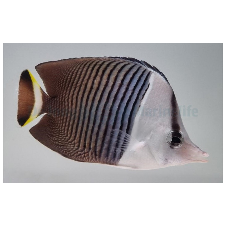 Chaetodon mesoleucos , Valkopääperhokala