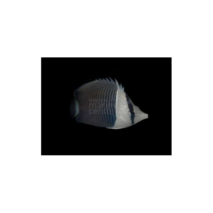 Chaetodon mesoleucos , Valkopääperhokala