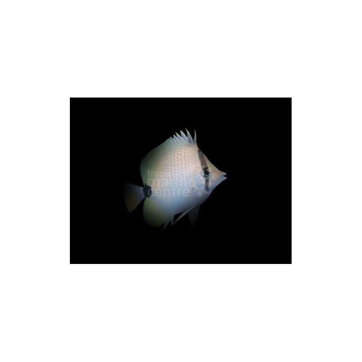 Chaetodon miliaris , Pisamaperhokala