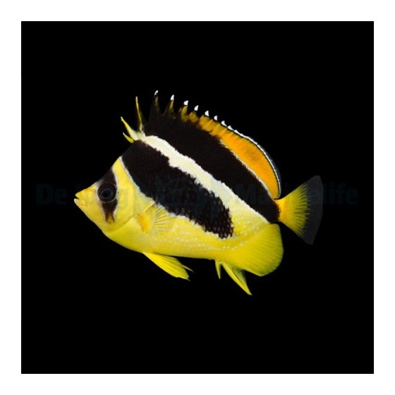 Chaetodon mitratus , Pipoperhokala