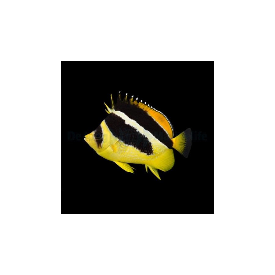 Chaetodon mitratus , Pipoperhokala