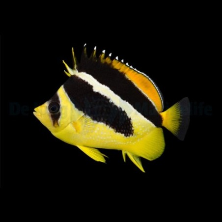 Chaetodon mitratus , Pipoperhokala