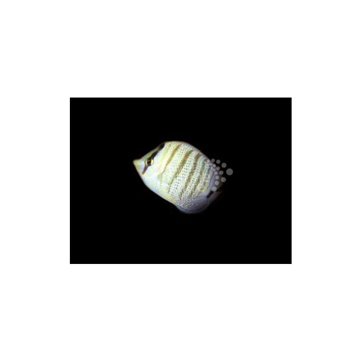 Chaetodon multicinctus , Jyväperhokala