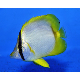 Chaetodon ocellatus , Täpläeväperhokala