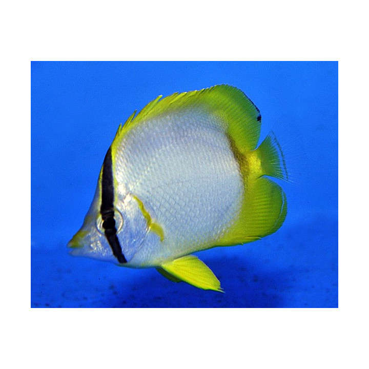 Chaetodon ocellatus , Täpläeväperhokala