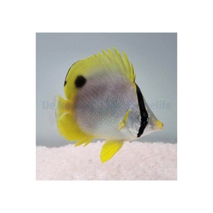 Chaetodon ocellatus , Täpläeväperhokala