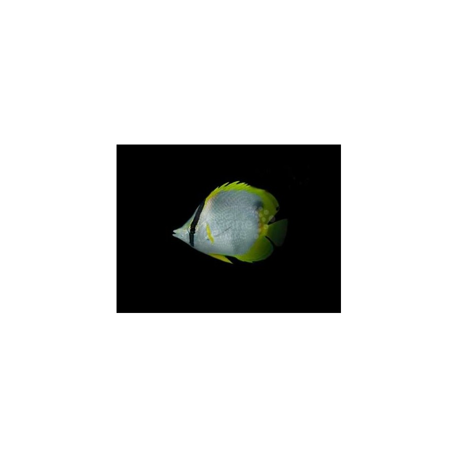 Chaetodon ocellatus , Täpläeväperhokala