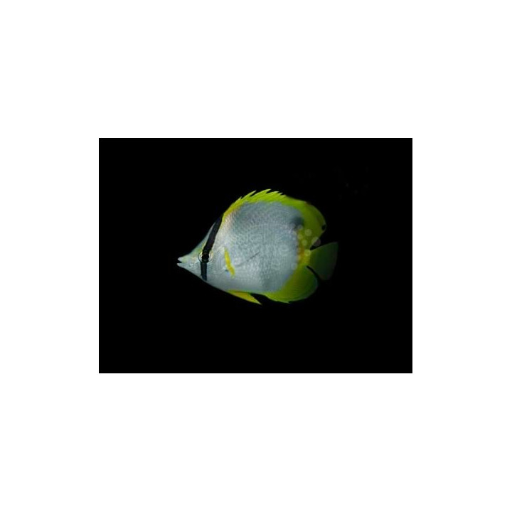 Chaetodon ocellatus , Täpläeväperhokala