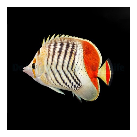 Chaetodon paucifasciatus , Tuliperhokala