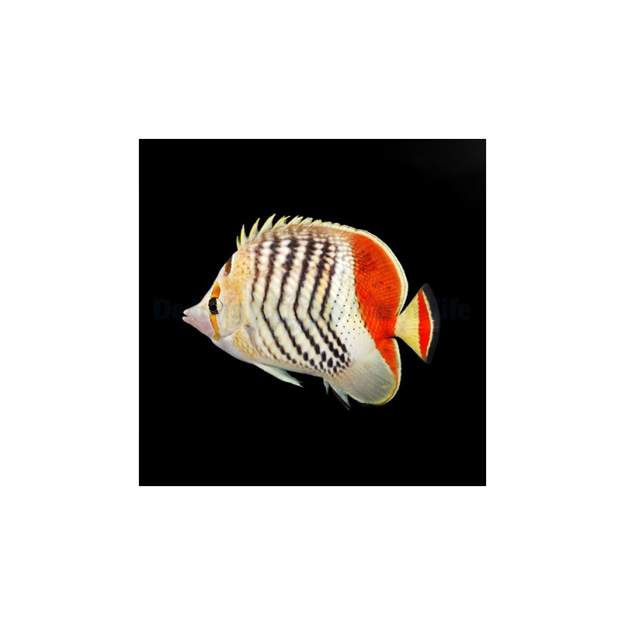 Chaetodon paucifasciatus , Tuliperhokala