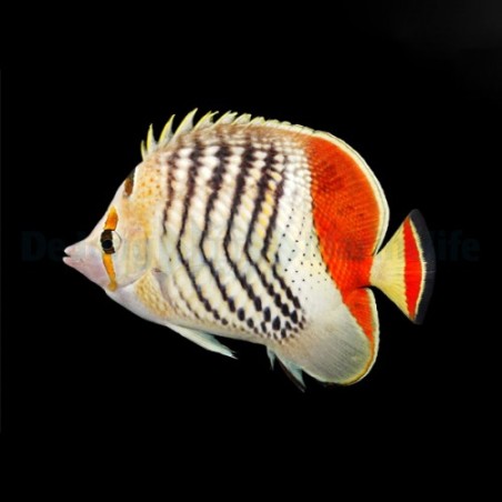 Chaetodon paucifasciatus , Tuliperhokala