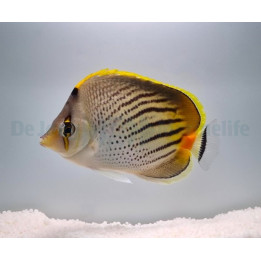 Chaetodon pelewensis - Nauhaperhokala