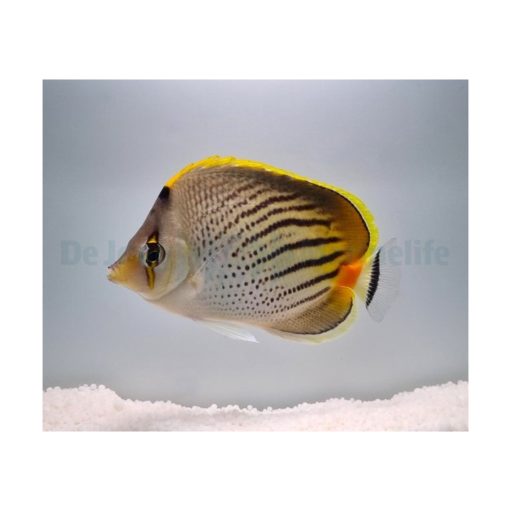Chaetodon pelewensis - Nauhaperhokala