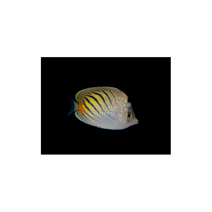 Chaetodon pelewensis - Nauhaperhokala