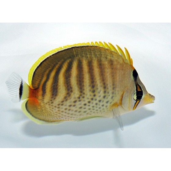 Chaetodon punctatofasciatus - Raitapisteperhokala