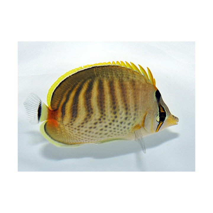 Chaetodon punctatofasciatus - Raitapisteperhokala