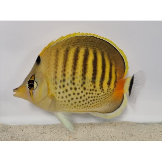 Chaetodon punctatofasciatus - Raitapisteperhokala