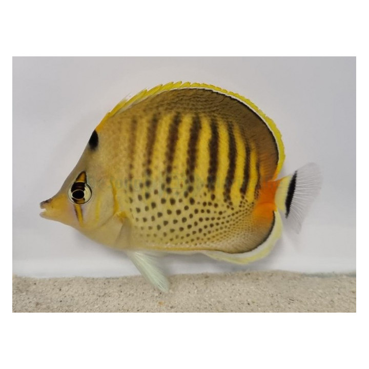 Chaetodon punctatofasciatus - Raitapisteperhokala