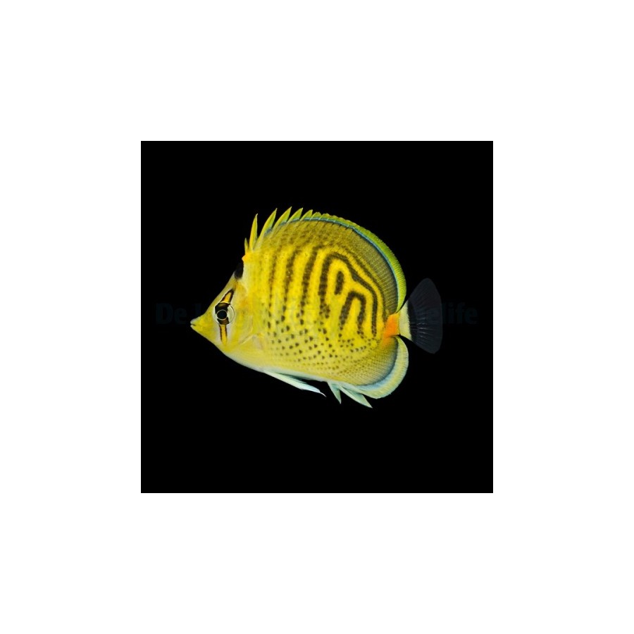 Chaetodon punctatofasciatus - Raitapisteperhokala