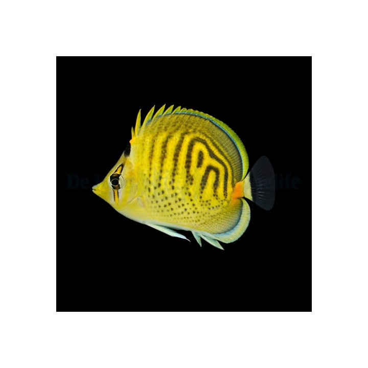 Chaetodon punctatofasciatus - Raitapisteperhokala