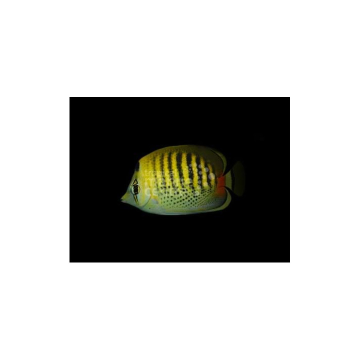 Chaetodon punctatofasciatus - Raitapisteperhokala