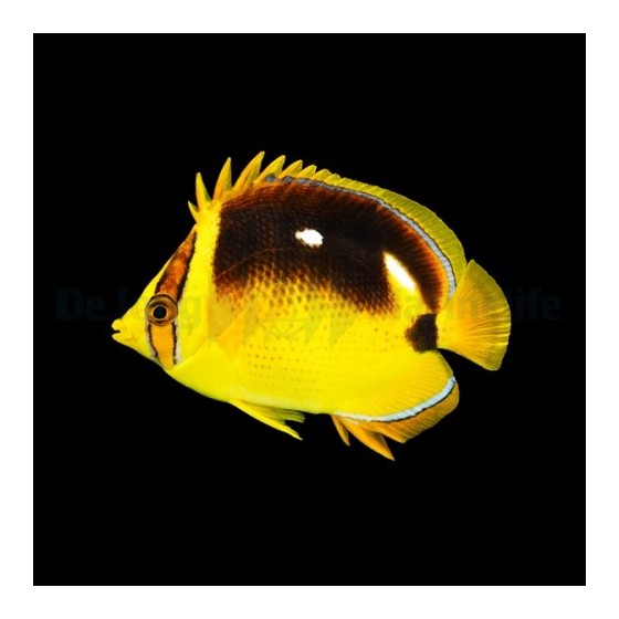 Chaetodon quadrimaculatus - Laikkuperhokala