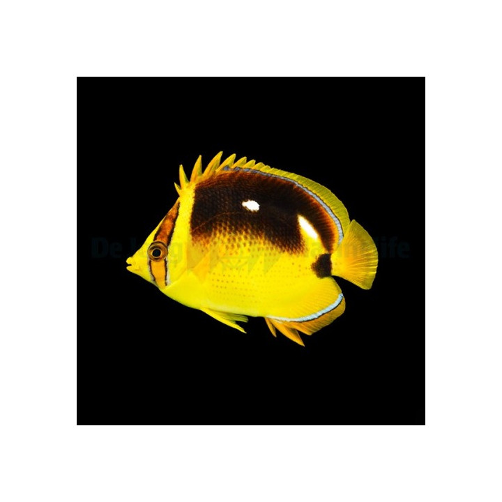 Chaetodon quadrimaculatus - Laikkuperhokala