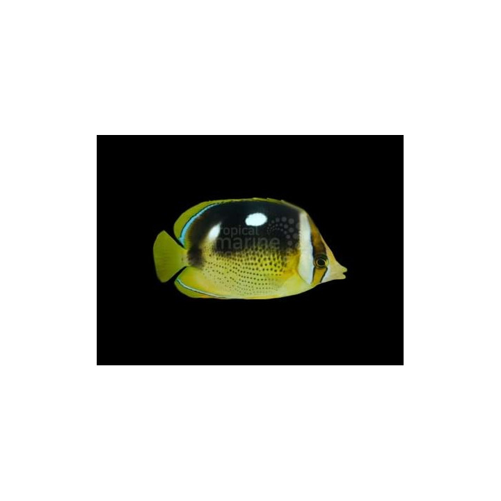 Chaetodon quadrimaculatus - Laikkuperhokala