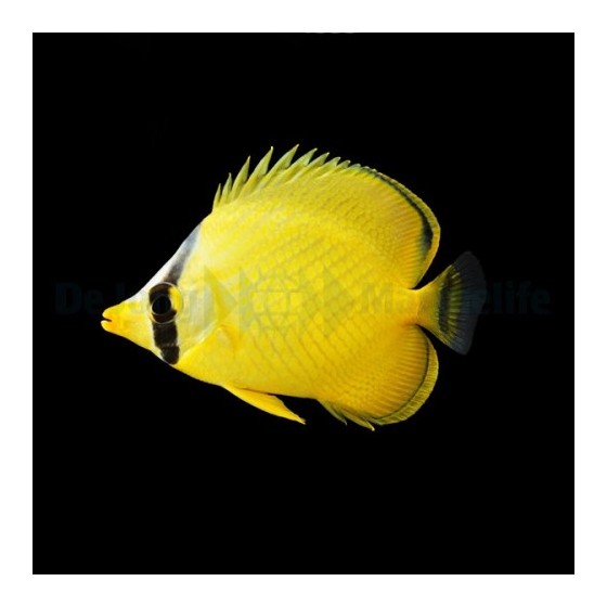 Chaetodon rafflesii - Kennoperhokala