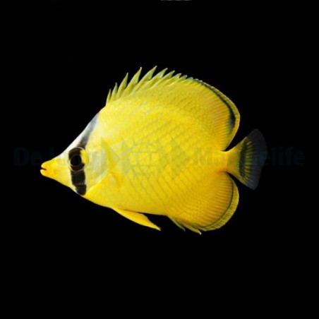 Chaetodon rafflesii - Kennoperhokala