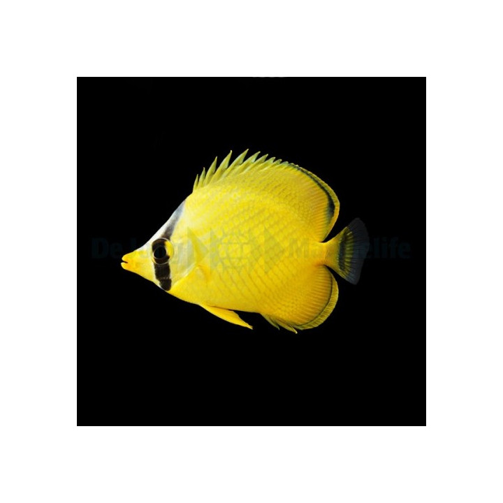 Chaetodon rafflesii - Kennoperhokala