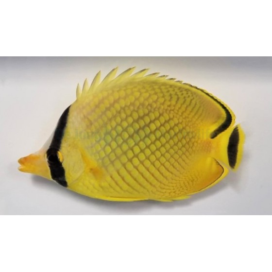 Oase AquaActiv Universal 5 l